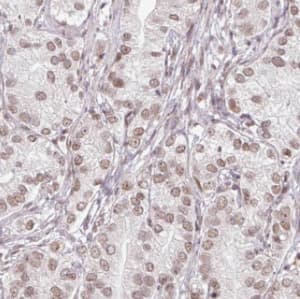 Immunohistochemistry HSBP1 Antibody - BSA Free