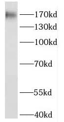 Western Blot: HRC Antibody - BSA Free [NBP3-46079] - HeLa cells were subjected to SDS PAGE followed by western blot with (HRC antibody) at dilution of 1:500