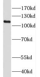 Western Blot: HPS3 Antibody - BSA Free [NBP3-46085] - HeLa cells were subjected to SDS PAGE followed by western blot with (HPS3 antibody) at dilution of 1:300