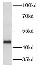 Western Blot: HORMAD1 Antibody - BSA Free [NBP3-46091] - Mouse testis tissue were subjected to SDS PAGE followed by western blot with (HORMAD1 antibody) at dilution of 1:1000