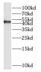 Western Blot: HOMER3 Antibody - BSA Free [NBP3-46093] - Mouse brain tissue were subjected to SDS PAGE followed by western blot with (HOMER3 antibody) at dilution of 1:600