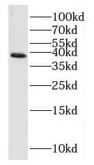 Western Blot: HOMER2 Antibody - BSA Free [NBP3-46094] - U2OS cells were subjected to SDS PAGE followed by western blot with (HOMER2 antibody) at dilution of 1:2000