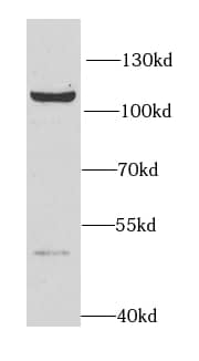 Western Blot HNRNPUL2 Antibody - BSA Free