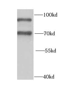 Western Blot: hnRNP-R Antibody - BSA Free [NBP3-46096] - HepG2 cells were subjected to SDS PAGE followed by western blot with (hnRNP-R antibody) at dilution of 1:1000