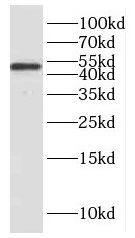 Western Blot: hnRNP H Antibody - BSA Free [NBP3-46098] - Mouse brain tissue were subjected to SDS PAGE followed by western blot with (hnRNP H antibody) at dilution of 1:500