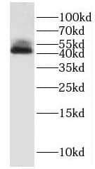 Western Blot: hnRNP F Antibody - BSA Free [NBP3-46099] - HeLa cells were subjected to SDS PAGE followed by western blot with (hnRNP F antibody) at dilution of 1:1000