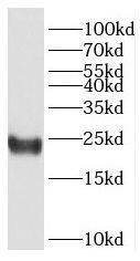 Western Blot HMGB4 Antibody - BSA Free