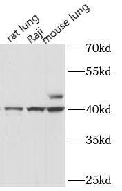 Western Blot HLA F Antibody - BSA Free