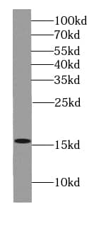 Western Blot Histone 3 H2a Antibody - BSA Free