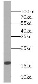 Western Blot HIST1H2AC Antibody - BSA Free