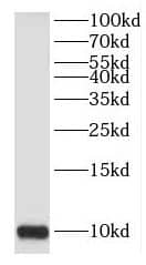 Western Blot: HIGD1A Antibody - BSA Free [NBP3-46121] - HeLa cells were subjected to SDS PAGE followed by western blot with (HIGD1A antibody) at dilution of 1:500