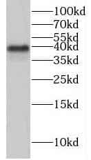 Western Blot: HEXIM2 Antibody - BSA Free [NBP3-46123] - C6 cells were subjected to SDS PAGE followed by western blot with (HEXIM2 Antibody) at dilution of 1:600