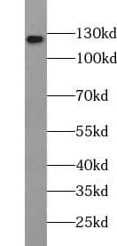 Western Blot: HERC5 Antibody - BSA Free [NBP3-46127] - HEK-293 cells were subjected to SDS PAGE followed by western blot with (HERC5 antibody) at dilution of 1:500