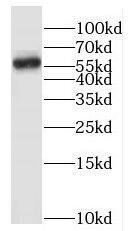 Western Blot: Hemogen Antibody - BSA Free [NBP3-46129] - Jurkat cells were subjected to SDS PAGE followed by western blot with (Hemogen antibody) at dilution of 1:500
