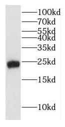 Western Blot HEBP2 Antibody - BSA Free