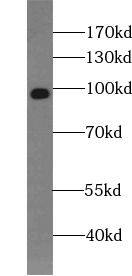 Western Blot HCN2 Antibody - BSA Free