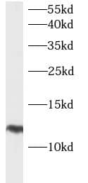 Western Blot: HBXIP Antibody - BSA Free [NBP3-46143] - U2OS cells were subjected to SDS PAGE followed by western blot with (HBXIP Antibody) at dilution of 1:500