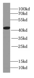 Western Blot: HBQ1 Antibody - BSA Free [NBP3-46144] - HEK-293 cells were subjected to SDS PAGE followed by western blot with (HBQ1 antibody) at dilution of 1:1000