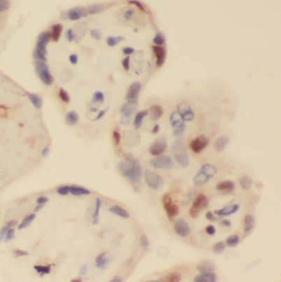Immunohistochemistry: HBG1 Antibody (H6) - BSA Free [NBP3-46146] - Immunohistochemistry of paraffin-embedded human placenta tissue slide using  (HBG1 antibody) at dilution of 1:200