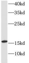 Western Blot: Hemoglobin delta Antibody - BSA Free [NBP3-46147] - Mouse spleen tissue were subjected to SDS PAGE followed by western blot with (Hemoglobin delta antibody) at dilution of 1:1000