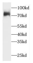 Western Blot HACE1 Antibody - BSA Free