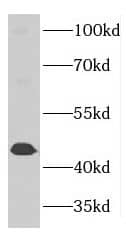 Western Blot GTPBP5 Antibody - BSA Free