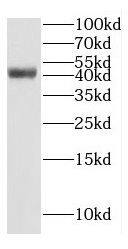 Western Blot GTF2H2C Antibody - BSA Free
