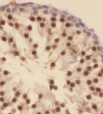 Immunohistochemistry: GTF2A1 Antibody - BSA Free [NBP3-46162] - Immunohistochemistry of paraffin-embedded human testis tissue slide using (GTF2A1 Antibody) at dilution of 1:200