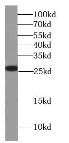 Western Blot: GSTT2B Antibody - BSA Free [NBP3-46165] - HepG2 cells were subjected to SDS PAGE followed by western blot with (GSTT2B antibody) at dilution of 1:500