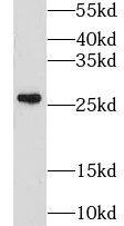 Western Blot: GSTM4 Antibody - BSA Free [NBP3-46166] - Mouse liver tissue were subjected to SDS PAGE followed by western blot with (GSTM4 antibody) at dilution of 1:500