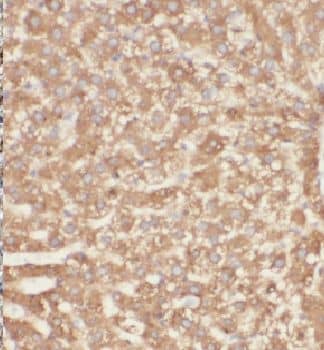 Immunohistochemistry: GSTCD Antibody - BSA Free [NBP3-46167] - Immunohistochemistry of paraffin-embedded human liver using (GSTCD antibody) at dilution of 1:100
