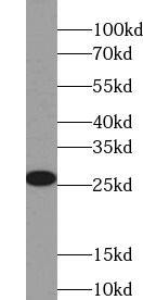 Western Blot GSTA2 Antibody - BSA Free