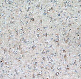 Immunohistochemistry GRID1 Antibody - BSA Free