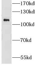 Western Blot: GRID1 Antibody - BSA Free [NBP3-46174] - Human brain tissue were subjected to SDS PAGE followed by western blot with (GRID1 antibody) at dilution of 1:300