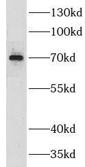 Western Blot: GPSM2 Antibody - BSA Free [NBP3-46180] - HeLa cells were subjected to SDS PAGE followed by western blot with (GPSM2 antibody) at dilution of 1:500