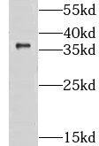 Western Blot GPS2 Antibody - BSA Free
