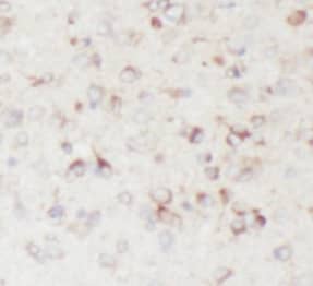 Immunohistochemistry: GPR139 Antibody - BSA Free [NBP3-46190] - Immunohistochemistry of paraffin-embedded mouse brain tissue slide using ( GPR139 Antibody) at dilution of 1:50