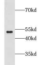 Western Blot: GPR137B Antibody - BSA Free [NBP3-46191] - Human heart tissue were subjected to SDS PAGE followed by western blot with (GPR137B antibody) at dilution of 1:300