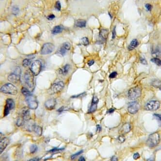Immunohistochemistry GPR137 Antibody - BSA Free