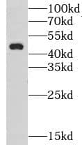 Western Blot: GPBP Antibody - BSA Free [NBP3-46196] - HepG2 cells were subjected to SDS PAGE followed by western blot with (GPBP antibody) at dilution of 1:500