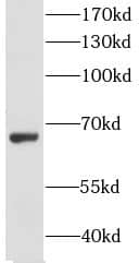 Western Blot: GPAA1 Antibody - BSA Free [NBP3-46197] - HepG2 cells were subjected to SDS PAGE followed by western blot with (GPAA1 antibody) at dilution of 1:400