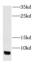 Western Blot GNGT1 Antibody - BSA Free
