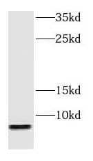Western Blot GNG2 Antibody - BSA Free