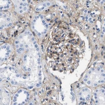 Immunohistochemistry GNA14 Antibody - BSA Free