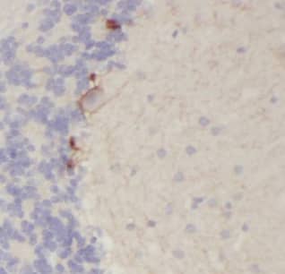 Immunohistochemistry Glycine Receptor alpha 2 Antibody - BSA Free