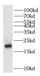Western Blot Gastrokine 2 Antibody - BSA Free