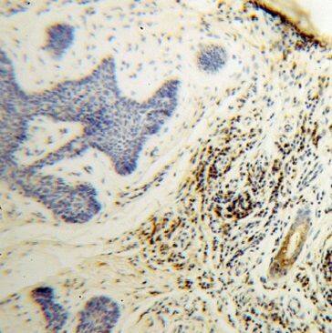 Immunohistochemistry GK3P Antibody - BSA Free