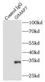 Immunoprecipitation: GIMAP7 Antibody - BSA Free [NBP3-46233] - IP Result of anti-GIMAP7 (IP:, 4ug; Detection: 1:800) with Jurkat cells lysate 1080ug.