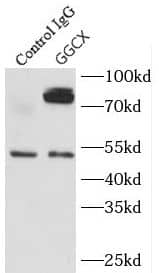 Immunoprecipitation GGCX Antibody - BSA Free