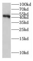 Western Blot: GCAT Antibody - BSA Free [NBP3-46253] - Mouse pancreas tissue were subjected to SDS PAGE followed by western blot with (GCAT antibody) at dilution of 1:600